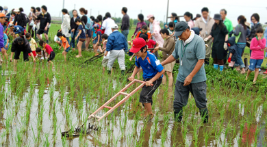 写真：茨城県つくばみらい市の田んぼで田植えをしているところ