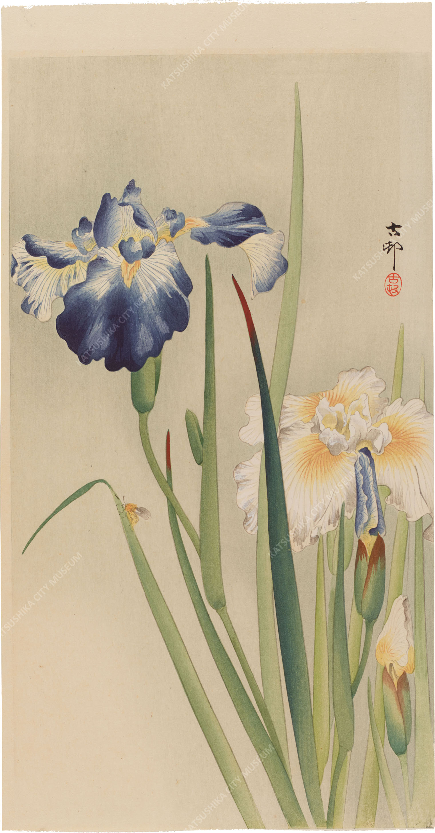 菖蒲園浮世絵ギャラリー1 | 郷土と天文の博物館ブログ | 葛飾区